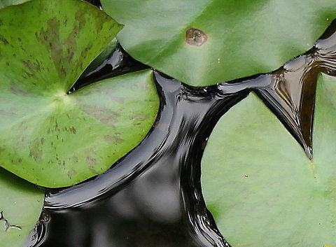 water_lily_leaves  Geotagged,United States