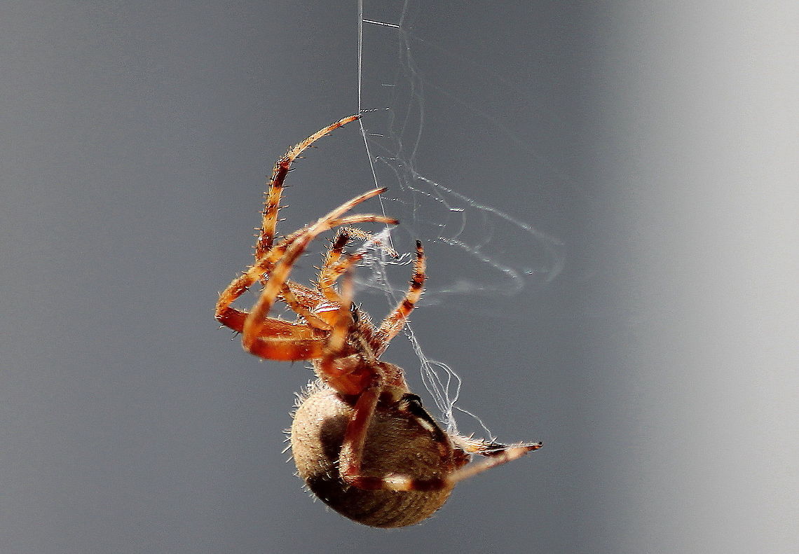 spider2  Araneus marmoreus,Geotagged,Marbled orb-weaver,United States