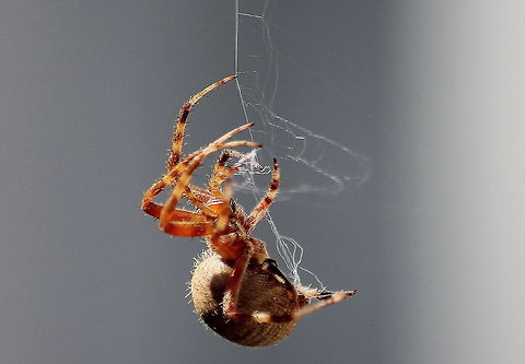 spider2  Araneus marmoreus,Geotagged,Marbled orb-weaver,United States