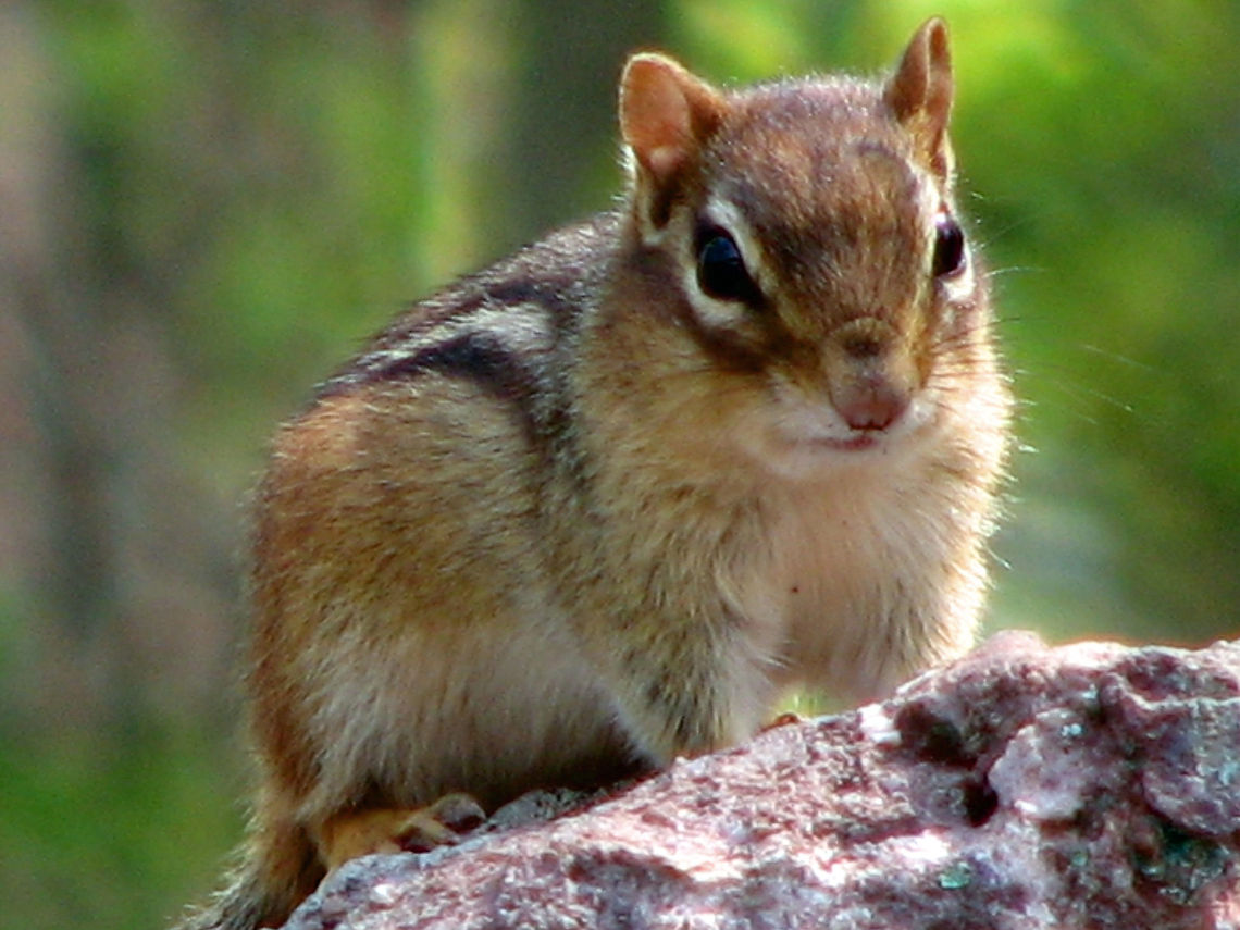 Chipmunk_close_up  Geotagged,Least chipmunk,Neotamias minimus,United States