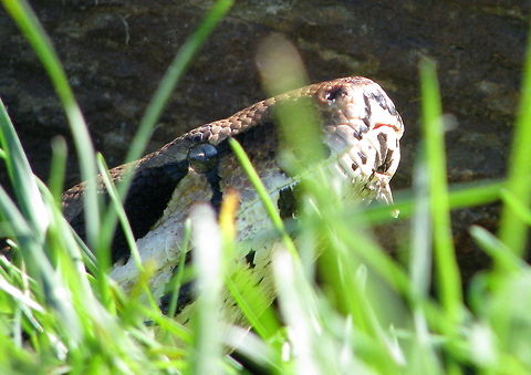 Boa  Boa constrictor,Geotagged,United States