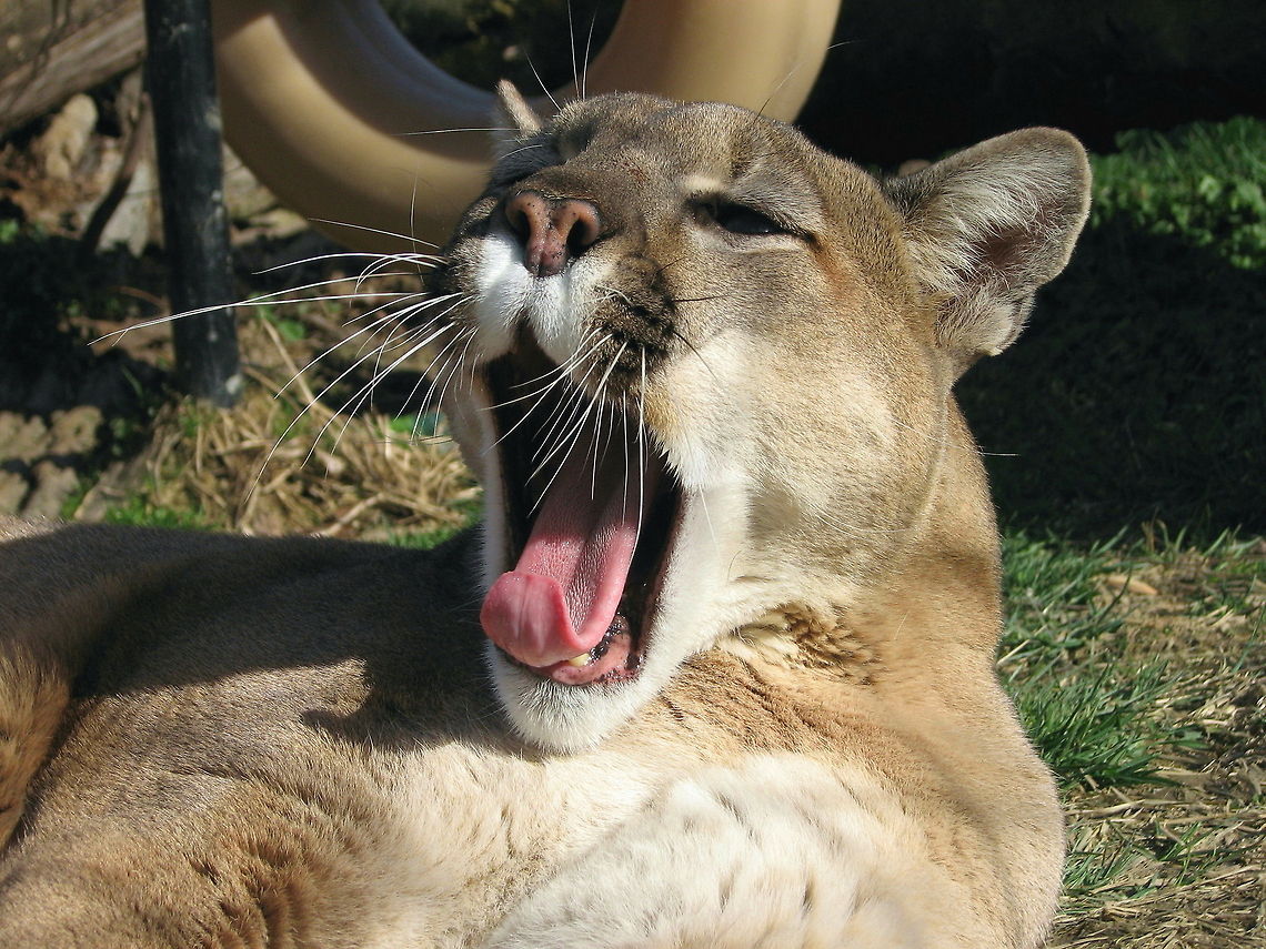 Cougar big yawn  Cougar,Geotagged,Puma concolor,United States