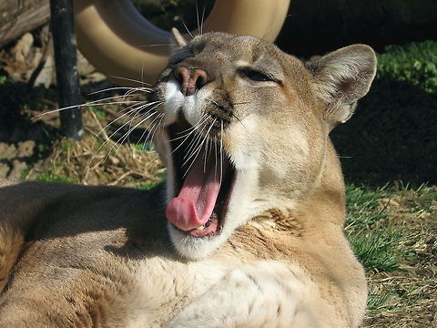 Cougar big yawn  Cougar,Geotagged,Puma concolor,United States