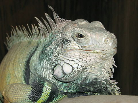 Green Iguana  Geotagged,Green iguana,Iguana iguana,United States