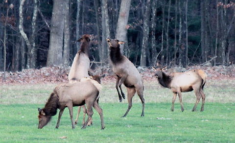 fighting_cows female elk challenging each other to a fight. Cervus canadensis,Elk,Geotagged,United States