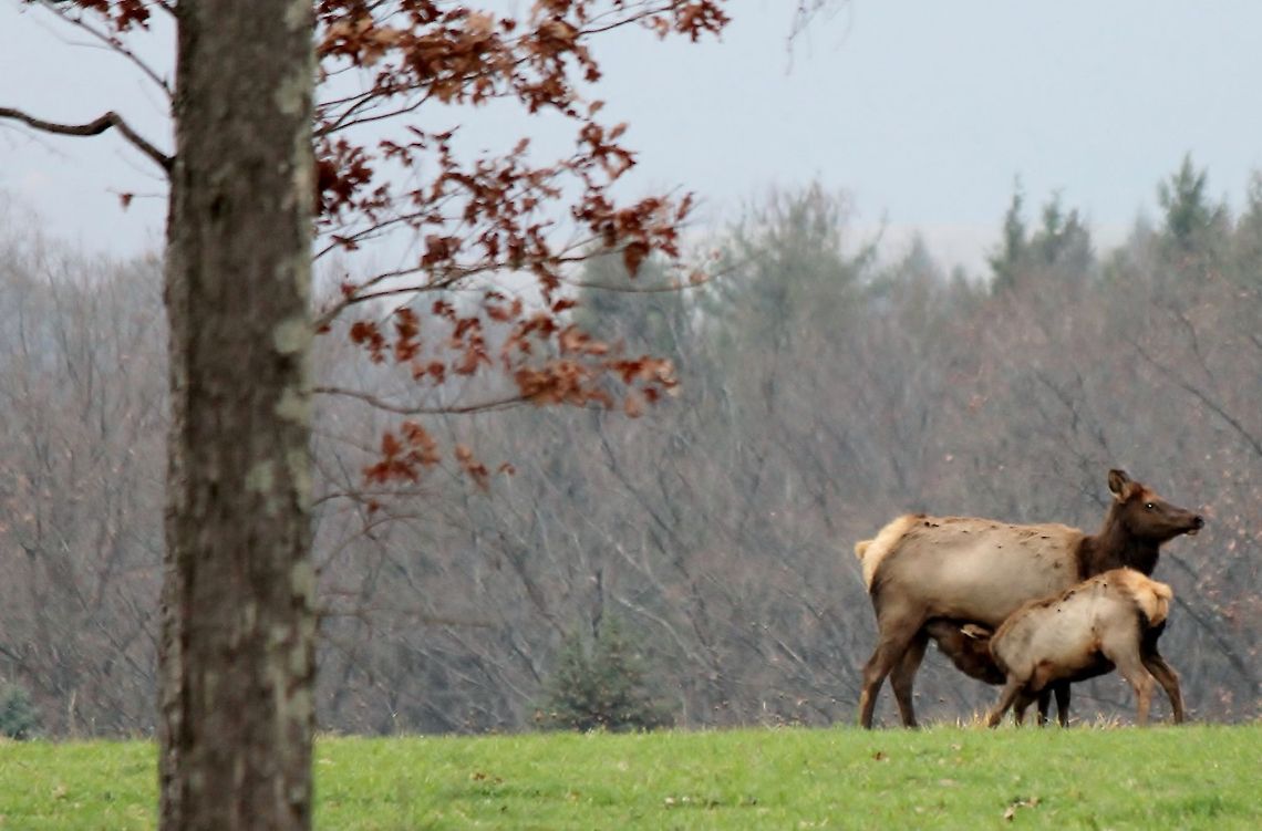 nursing Elk and calf in the early morning Cervus canadensis,Elk,Geotagged,United States
