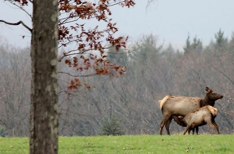 nursing Elk and calf in the early morning Cervus canadensis,Elk,Geotagged,United States