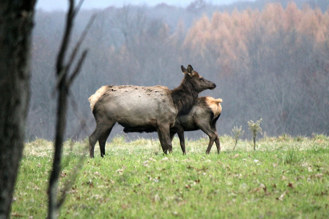 Elk mama and baby Elk and calf in Elk County PA Cervus canadensis,Elk,Geotagged,United States