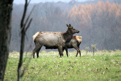 Elk mama and baby Elk and calf in Elk County PA Cervus canadensis,Elk,Geotagged,United States