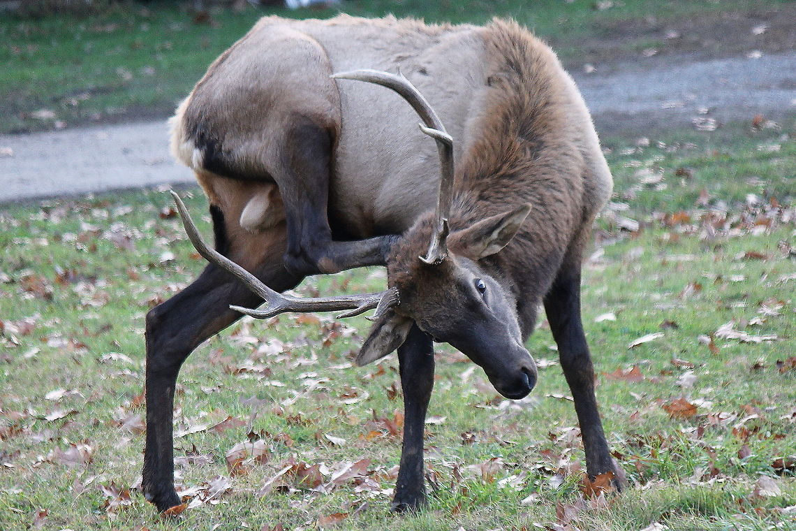 itch Young bull elk has an itch! Cervus canadensis,Elk,Geotagged,United States