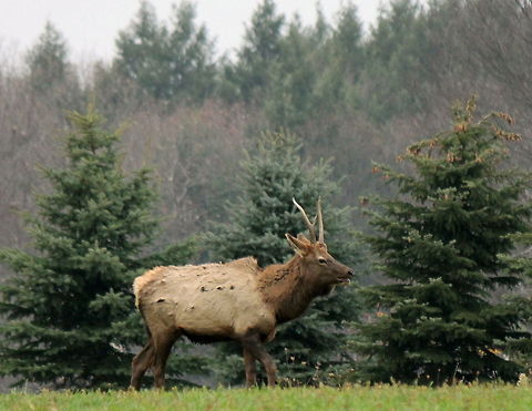 young_bull Young bull elk  Cervus canadensis,Elk,Geotagged,United States