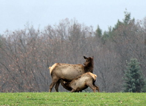 nursing1 Taking a break from weaning the calf, mama finally gave in and let him nurse. Cervus canadensis,Elk,Geotagged,United States