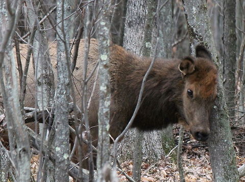scratch Shy elk in the woods. Cervus canadensis,Elk,Geotagged,United States