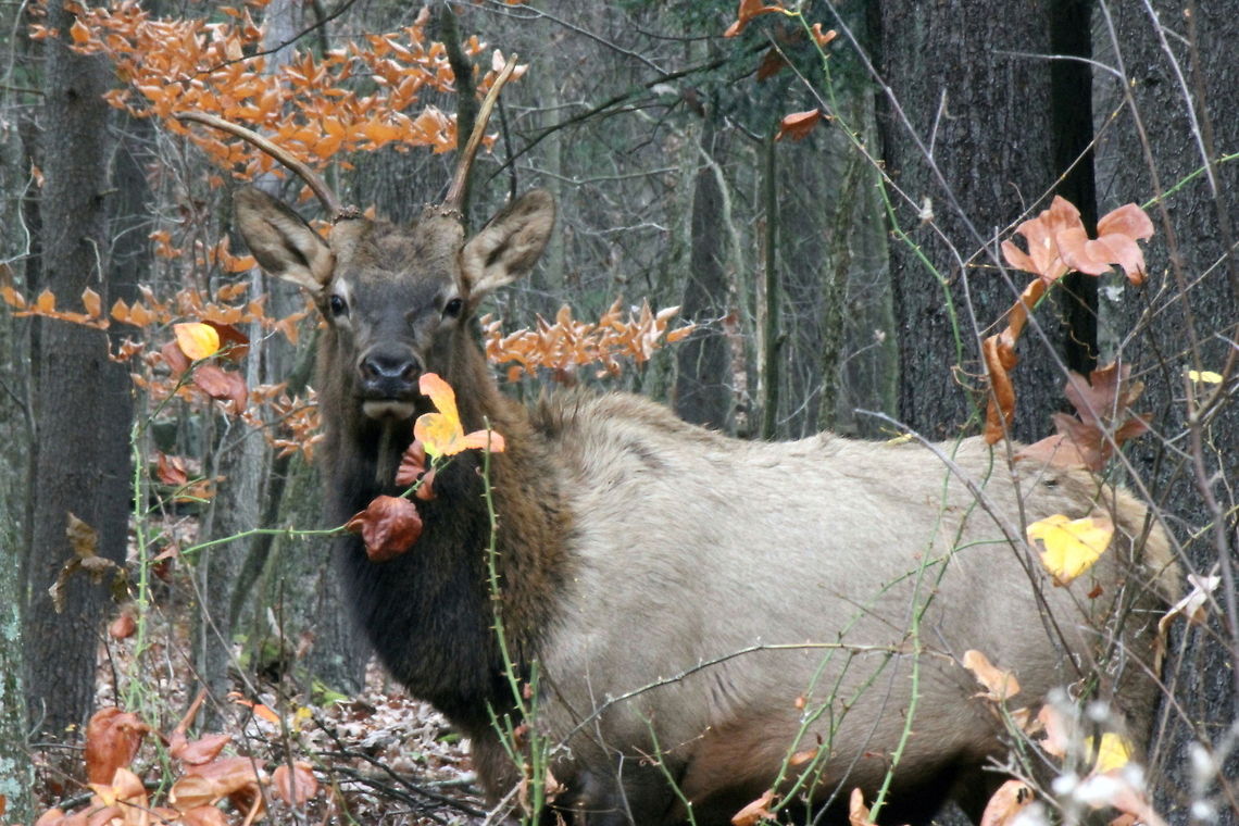 young_bull_fall_lvs Handsome young buck in the woods. Cervus canadensis,Elk,Geotagged,United States