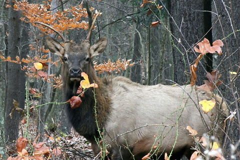 young_bull_fall_lvs Handsome young buck in the woods. Cervus canadensis,Elk,Geotagged,United States