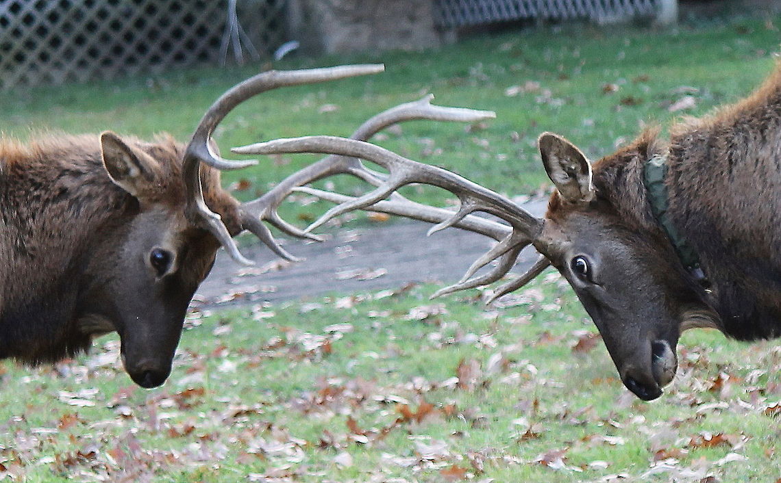 young_bulls Young bull elk sparring in a front yard in Elk County Pa.  The one has been collared to monitor ranges, etc. Cervus canadensis,Elk,Geotagged,United States