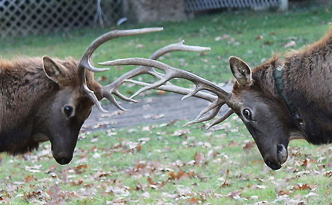 young_bulls Young bull elk sparring in a front yard in Elk County Pa.  The one has been collared to monitor ranges, etc. Cervus canadensis,Elk,Geotagged,United States