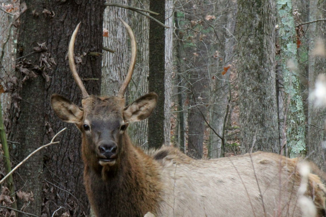 young_bull2 Another handsome fellow, not very sure about the photographer!<br />
 Cervus canadensis,Elk,Geotagged,United States