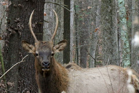 young_bull2 Another handsome fellow, not very sure about the photographer!
 Cervus canadensis,Elk,Geotagged,United States