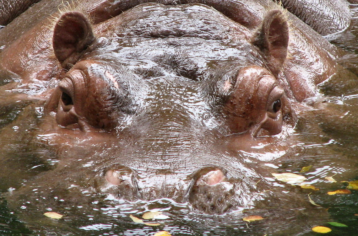 Hippo Hippo Hippopotamus,Hippopotamus amphibius
