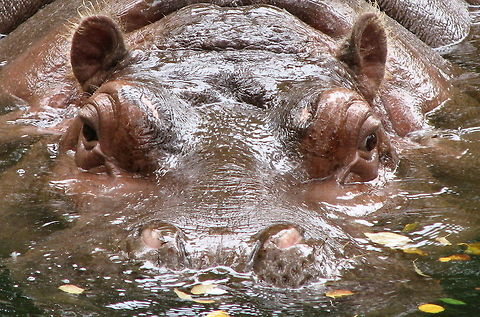 Hippo Hippo Hippopotamus,Hippopotamus amphibius