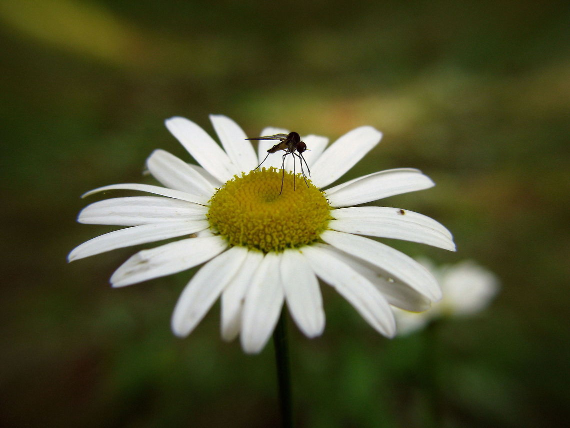 daisy African Daisy Bellis perennis,Common daisy