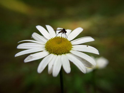 daisy African Daisy Bellis perennis,Common daisy