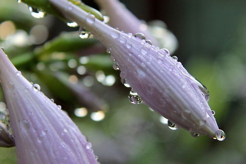 raindrops_on_flower Raindrops on hosta buds Hosta capitata