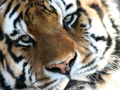 Siberian Tiger face closeup Siberian tiger close up Panthera tigris altaica,Siberian tiger