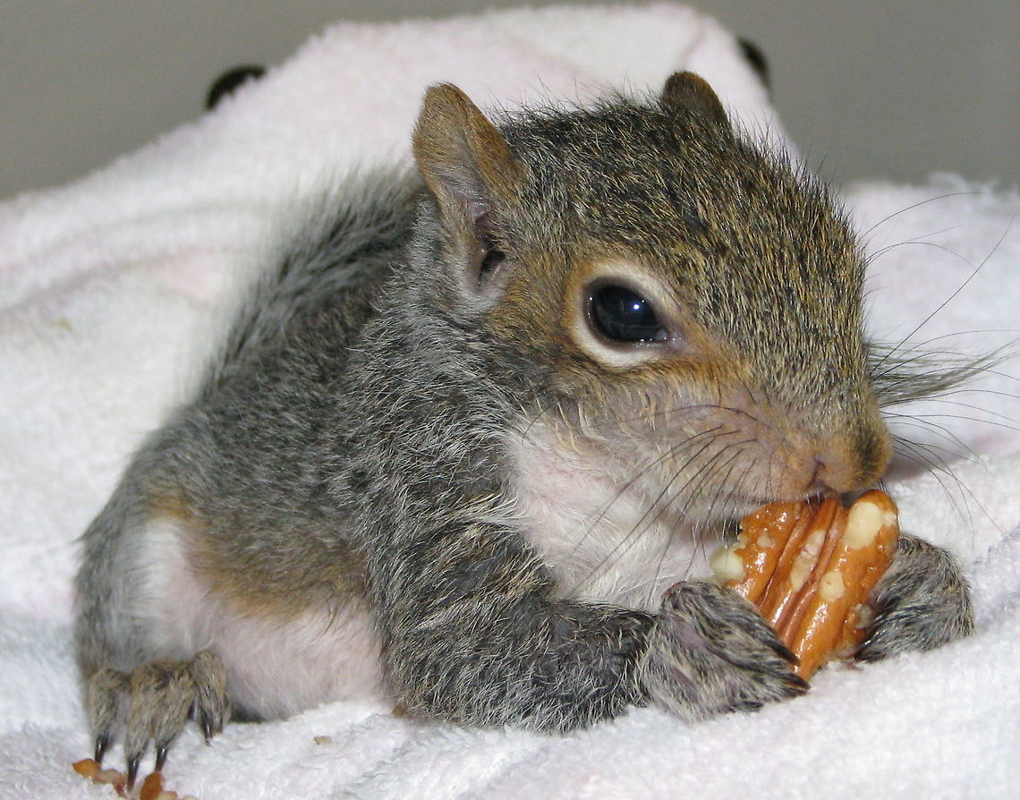 spunky_1 Little squirrel rehabbed and released into the wild Eastern gray squirrel,Sciurus carolinensis