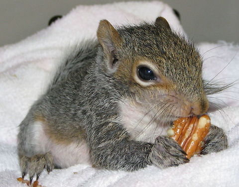 spunky_1 Little squirrel rehabbed and released into the wild Eastern gray squirrel,Sciurus carolinensis