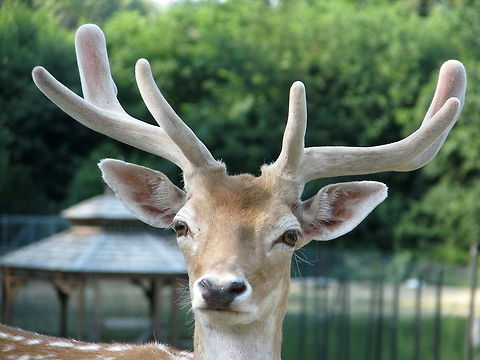 Fallow deer head closeup fallow deer Dama dama,Fallow Deer