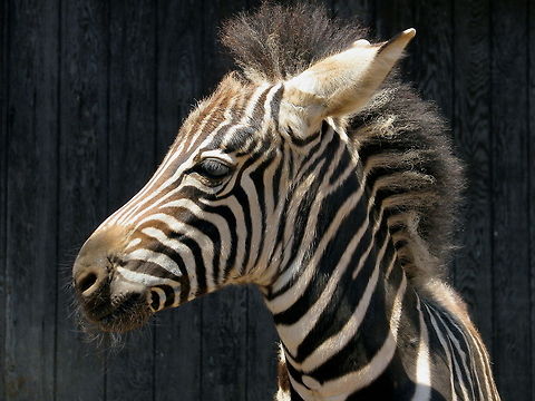Baby zebra zebra foal Equus grevyi,Gr&eacute;vys zebra