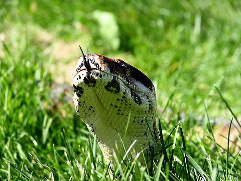 Head shot of red-tailed boa in grass red tailed boa Boa constrictor