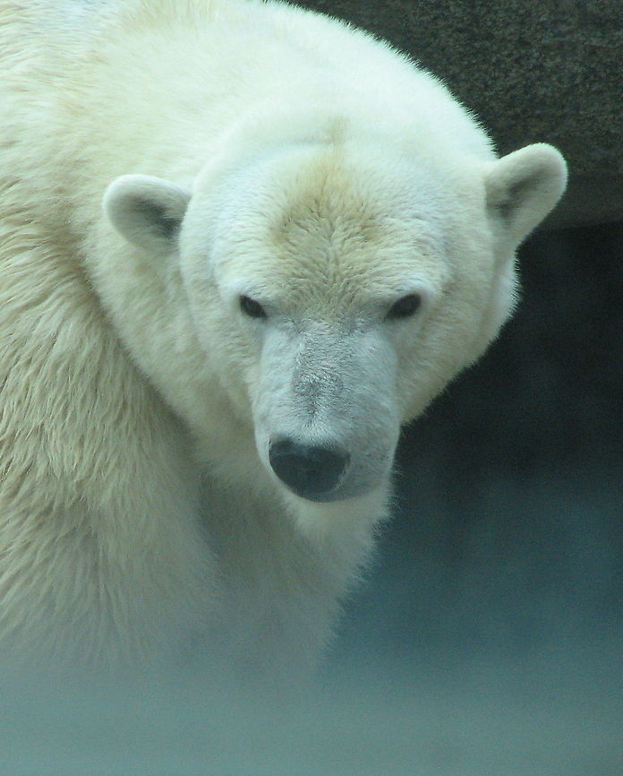 Polar Bear polar bear portrait Polar Bear,Ursus maritimus