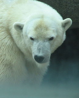 Polar Bear polar bear portrait Polar Bear,Ursus maritimus