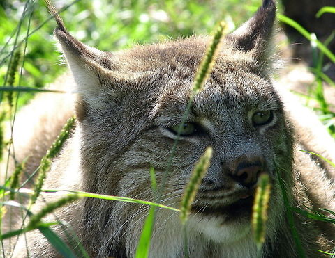 Siberian Lynx head closeup siberian lynx Eurasian lynx,Lynx lynx