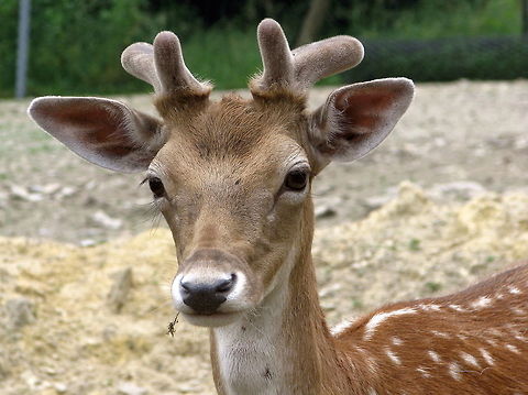 Young Fallow Deer young fallow deer Dama dama,Fallow Deer