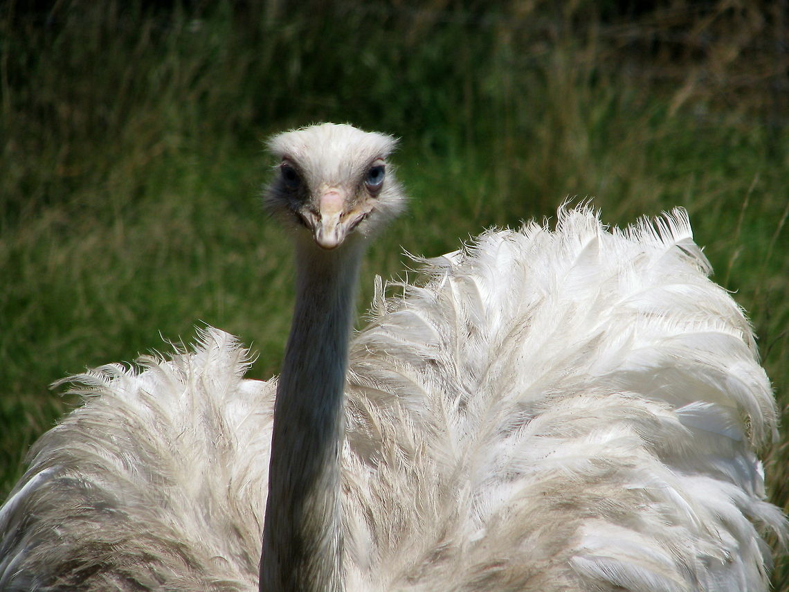 Greater Rhea portrait rhea Greater Rhea,Rhea americana