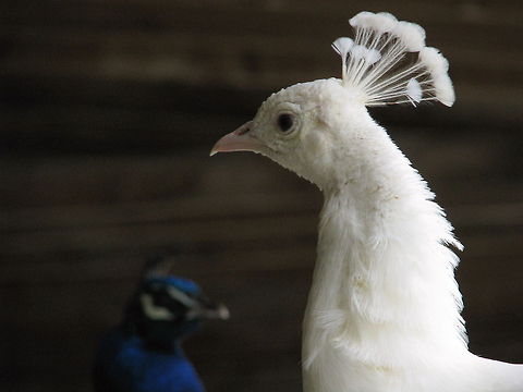 White peacock white peacock Indian Peafowl,Pavo cristatus,Peacock