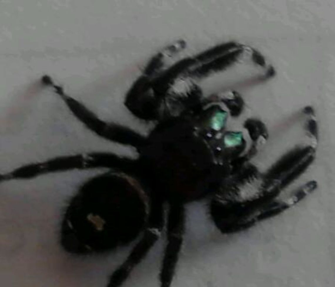 Bold Jumping Spider Bold Jumping Spider, Phidippus audax Daring jumping spider,Jumping Spider,Phidippus audax,Spider
