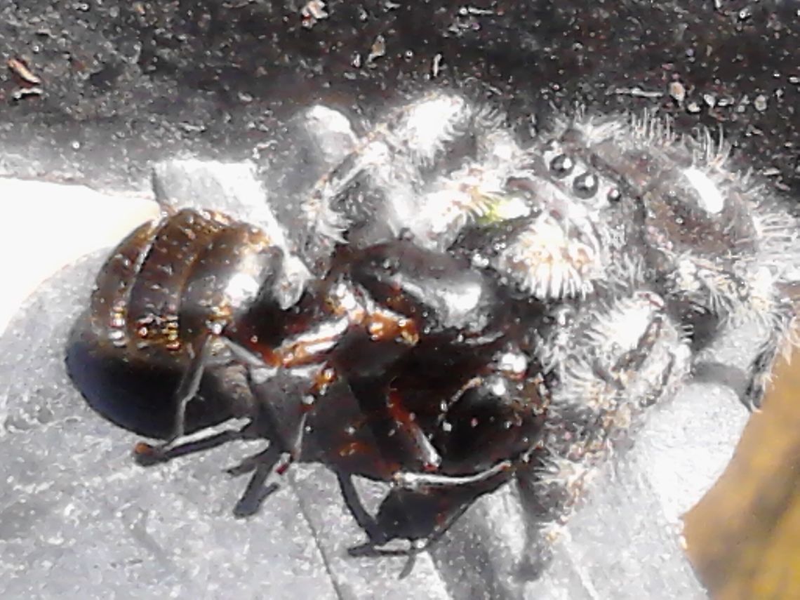 Bold Jumping Spider meal time Jumping spider (Phidippus audax) eating an ant Geotagged,Spring,United States,jumping spider,spider,spider eating