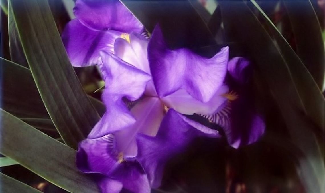Purple Bearded Iris Butterfly&#039;s Point of View