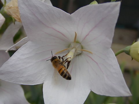 Gathering Pollen Bee gathering pollen
