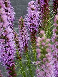 Salvia (Salvia nemorosa) Salvia (Salvia nemorosa) Geotagged,Purple Flowers,Purple Wood Sage,Salvia (Salvia nemorosa),Salvia nemorosa,Summer,United States