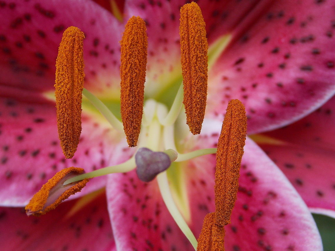 Stargazer Lily Pennsylvania, USA pink flower,stargazer lily