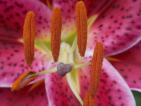 Stargazer Lily Pennsylvania, USA pink flower,stargazer lily
