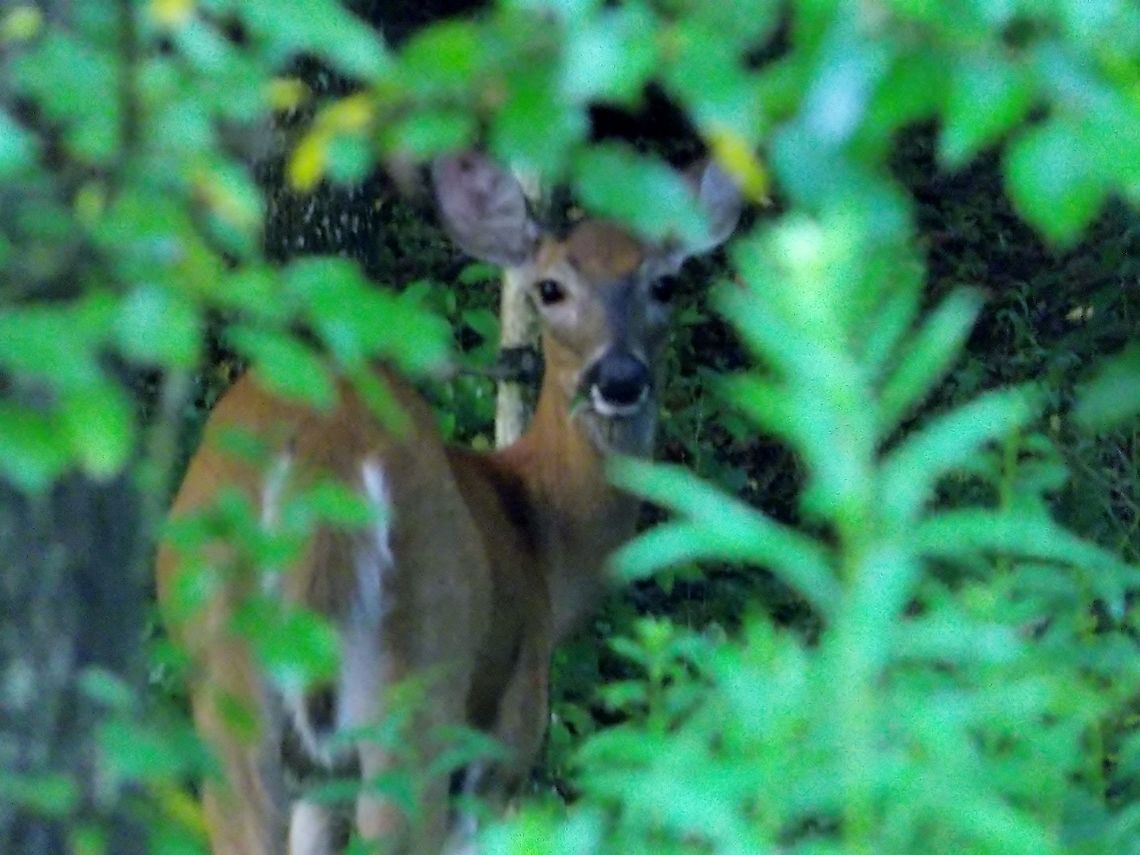 White Tailed Doe White Tailed Doe through the trees Doe,Odocoileus virginianus,White-tailed Deer,White-tailed deer