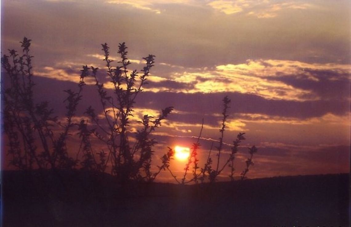 Sunset_Through_Trees Sunset_Through_Trees Sunset