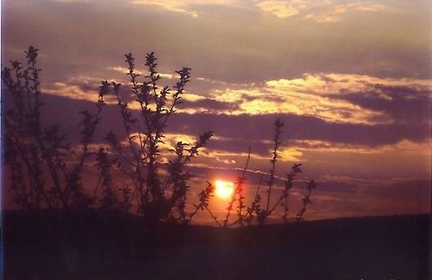 Sunset_Through_Trees Sunset_Through_Trees Sunset
